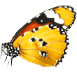 https://www.transpawt.de/wp-content/uploads/2019/08/butterfly.png